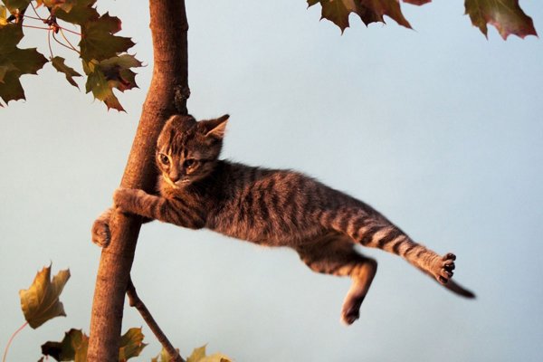 Кота сдуло ветром