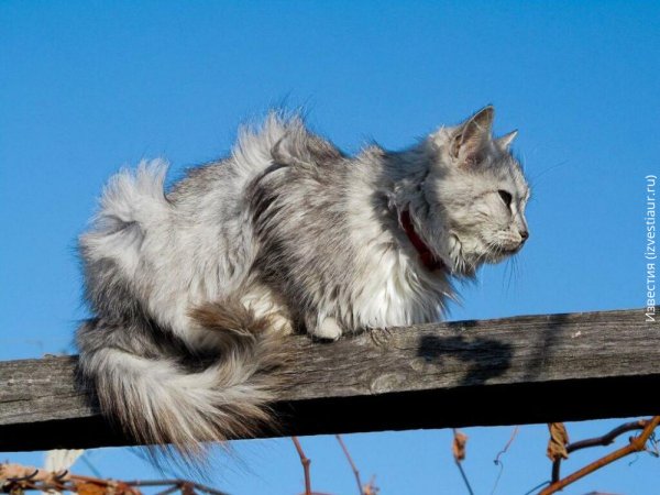 Кошка на ветру