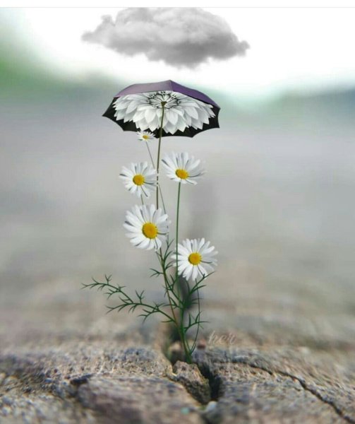 Ыветок Ромашка под дождём
