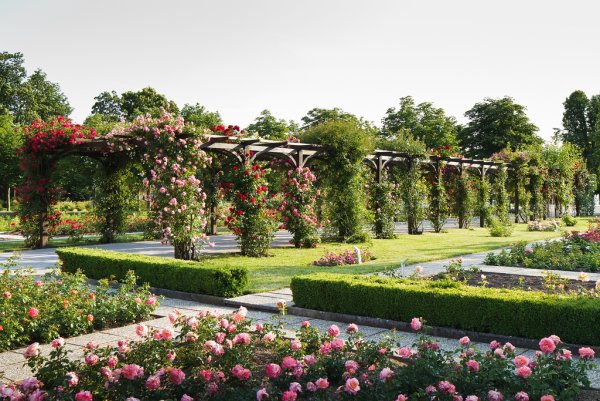 Розовый сад Баден Баден