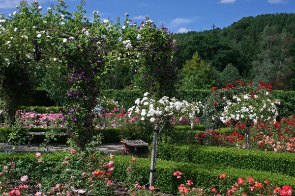 Роза Гарден Траун