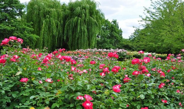 Лондон Риджентс-парк розы