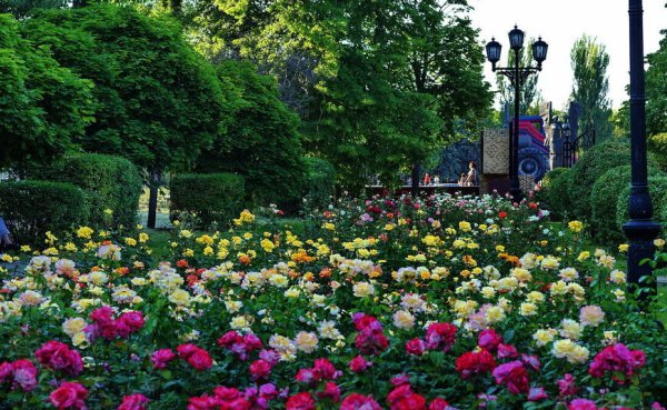 Парк аллея роз Ростов