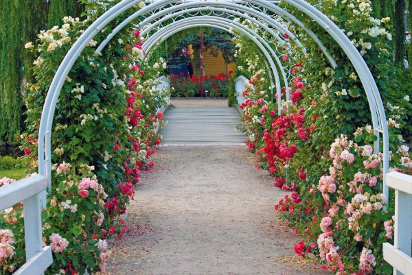 Арка из Розариум Ютерсен