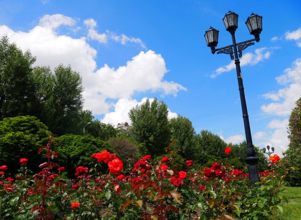 Аллея роз Ростов на Дону