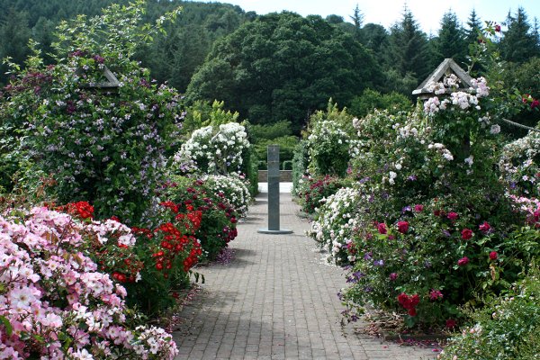 Сады Елены Константиновой розарий