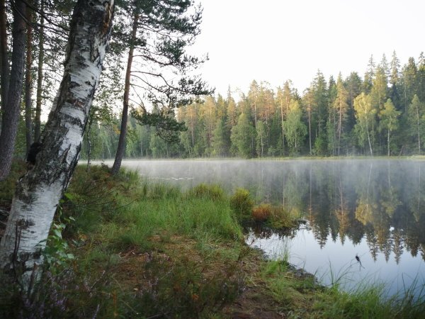 Заказник Щучье озеро Комарово