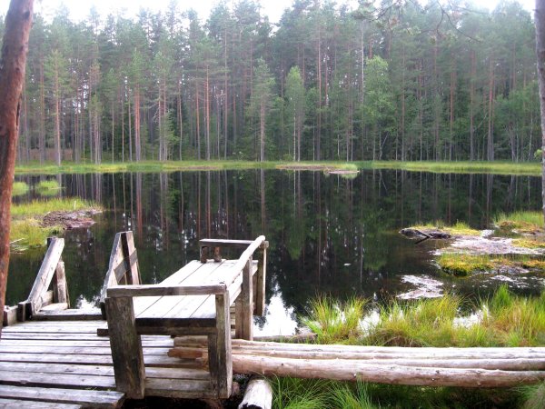 Заказник Щучье озеро Комарово