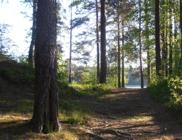 Заказник Щучье озеро Комарово