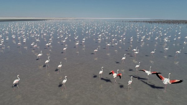 Фламинго Турция соленое озеро