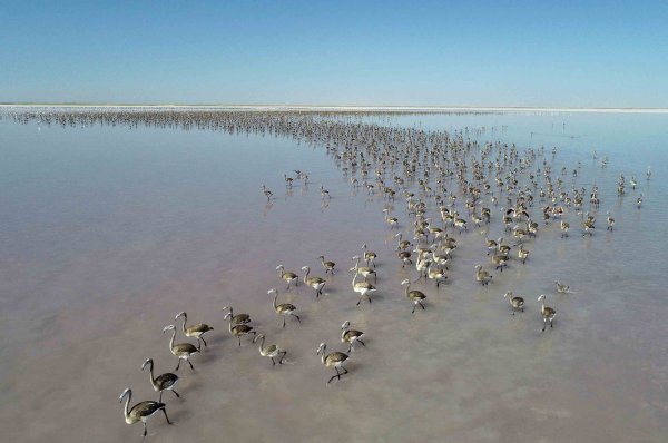 Озеро туз Фламинго