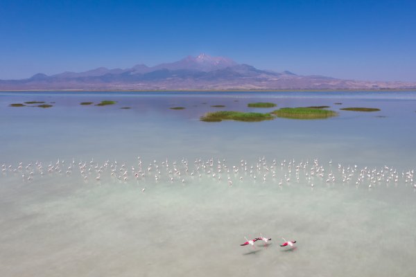 Озеро туз Турция Фламинго