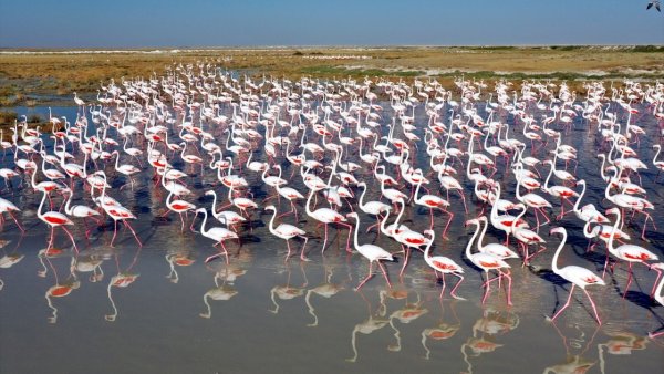 Озеро туз Фламинго