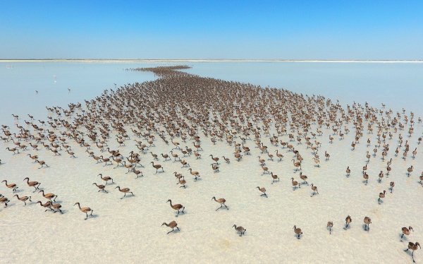 Соленое озеро животные