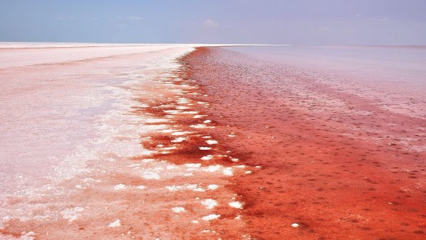Красные водоросли в Антарктиде