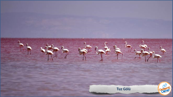 Озеро туз Фламинго