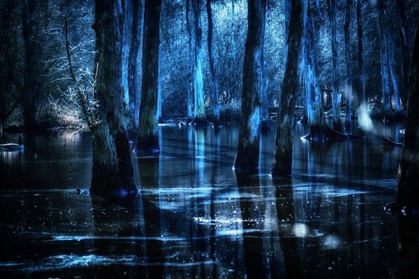 Ночь на болоте