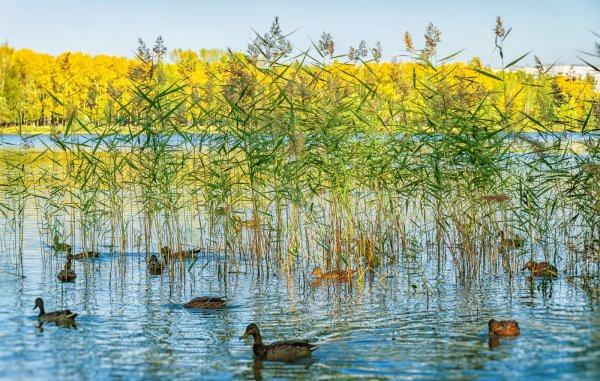 Светлоярское озеро