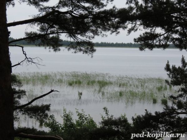 Озеро гороховое Псковской области
