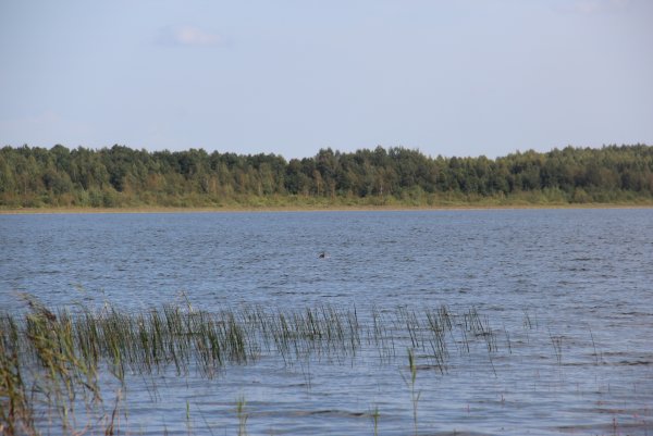 Гороховое озеро Островский район