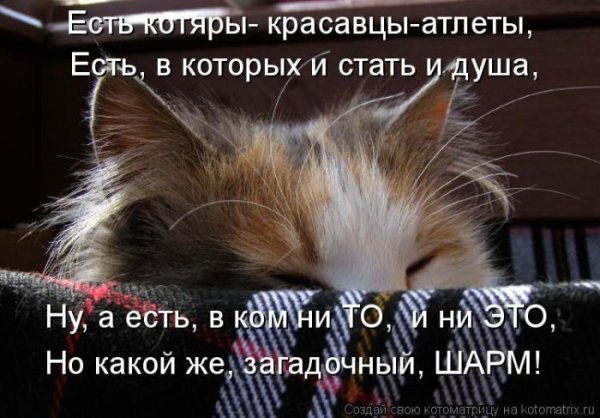 Про спящего кота высказывания