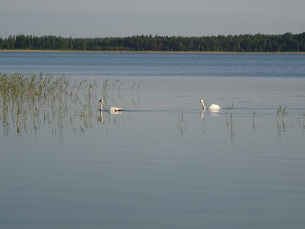 Гороховое озеро Островский район