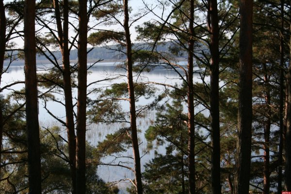 Остров Псковская область гороховое озеро