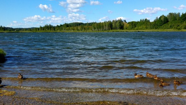 Озеро ратец Псковская область