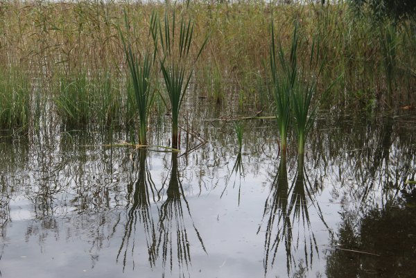 Гороховое озеро