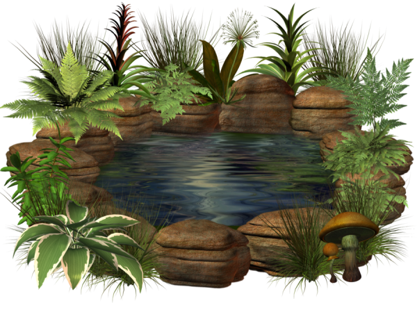 Пруд на белом фоне