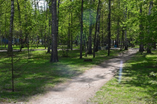 Новосибирск летом парк