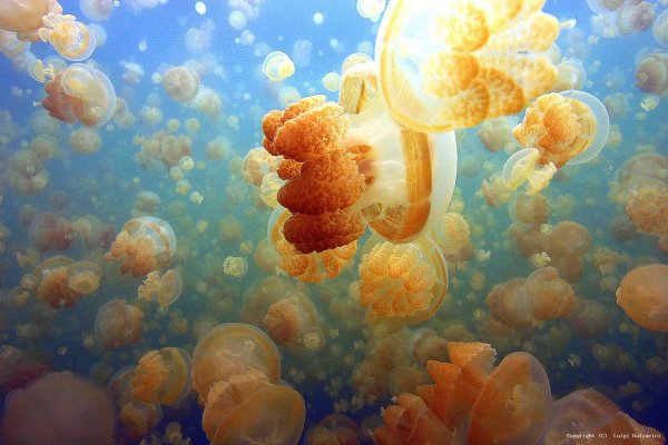 Золотые медузы Палау