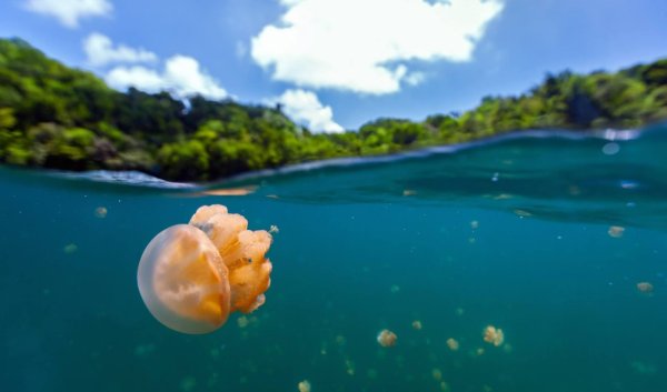 Палау Медузное озеро