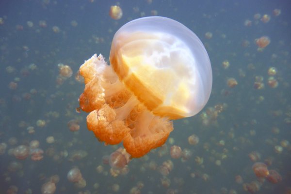 Золотые медузы озера Палау