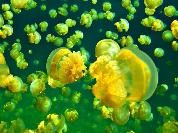 Золотые медузы Палау