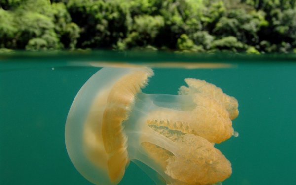 Остров Палау озеро медуз