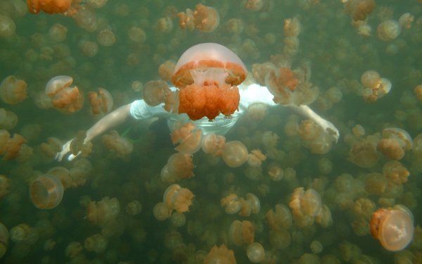 Остров Палау озеро медуз