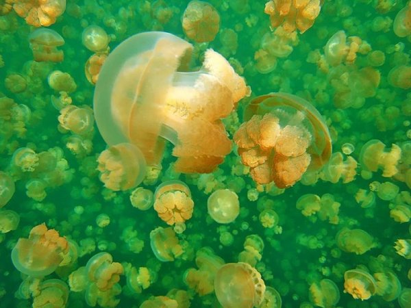 Озеро медуз Палау