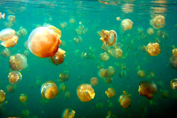 Озеро медуз