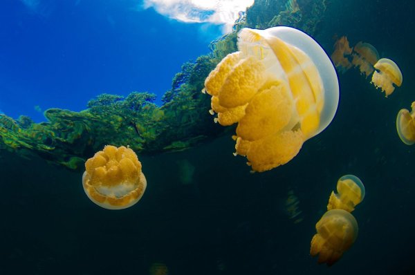 Золотая медуза