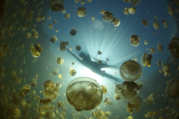 Медузы Палау