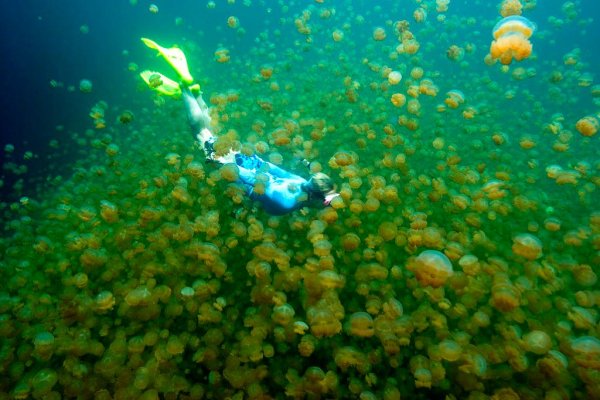 Озеро медуз