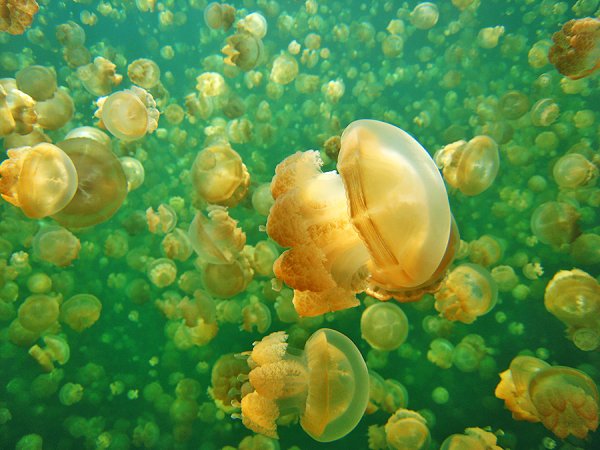 Озеро медуз Палау