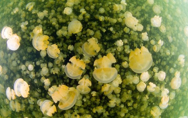 Озеро медуз Палау