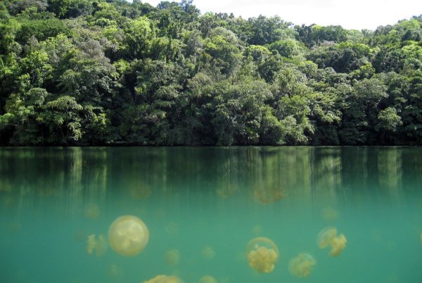 Палау Медузное озеро