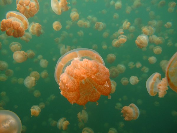 Озеро медуз Палау