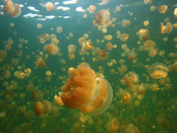 Озеро медуз в тихом океане