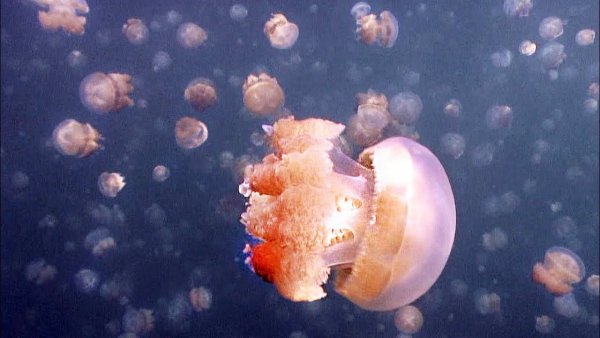 Медузы Палау