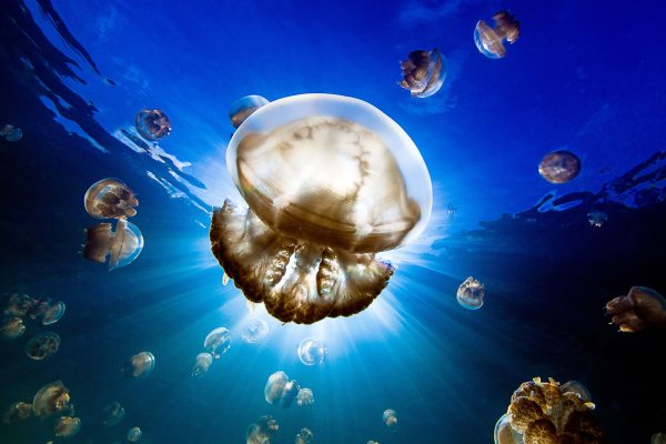 Тихий океан National Geographic