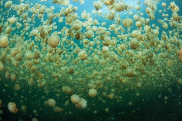 Палау Медузное озеро